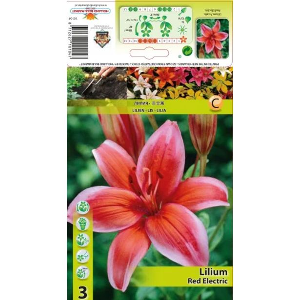 LILIJA HOLLAND BULB MARKET RDEČA