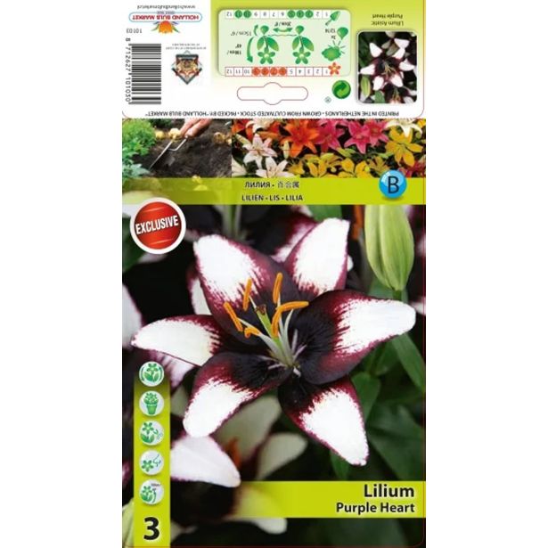 LILIJA HOLLAND BULB MARKET VIJOLIČNO SRCE