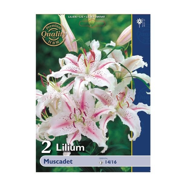 LILIJA HOLLAND BULB MARKET ORIENTALSKA MUSCADET
