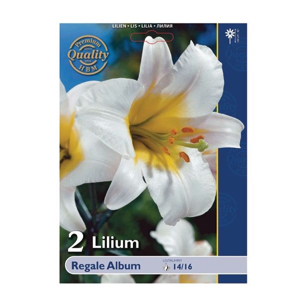 LILIJA HOLLAND BULB MARKET REGALE ALBUM