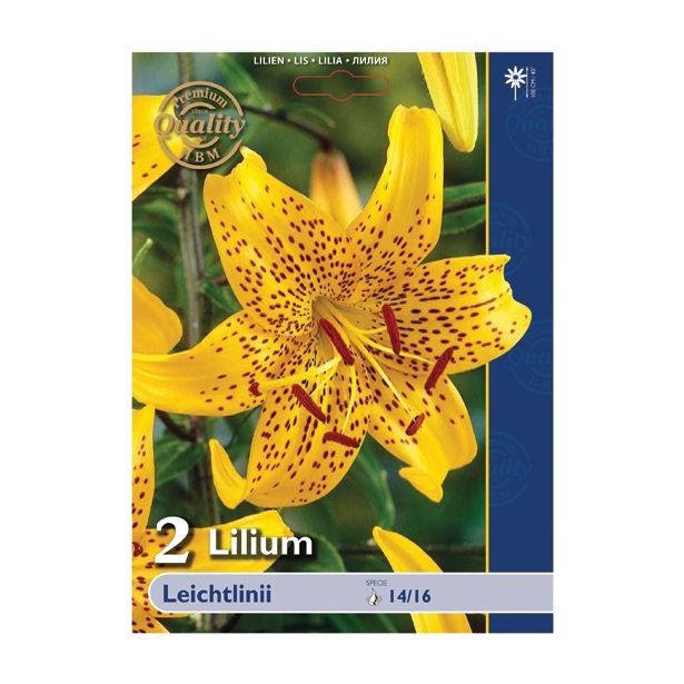 LILIJA HOLLAND BULB MARKET SP. LEICHTLINII