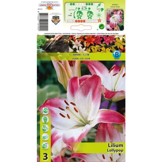 LILIUM HOLLAND BULB MARKET LOLLYPOP