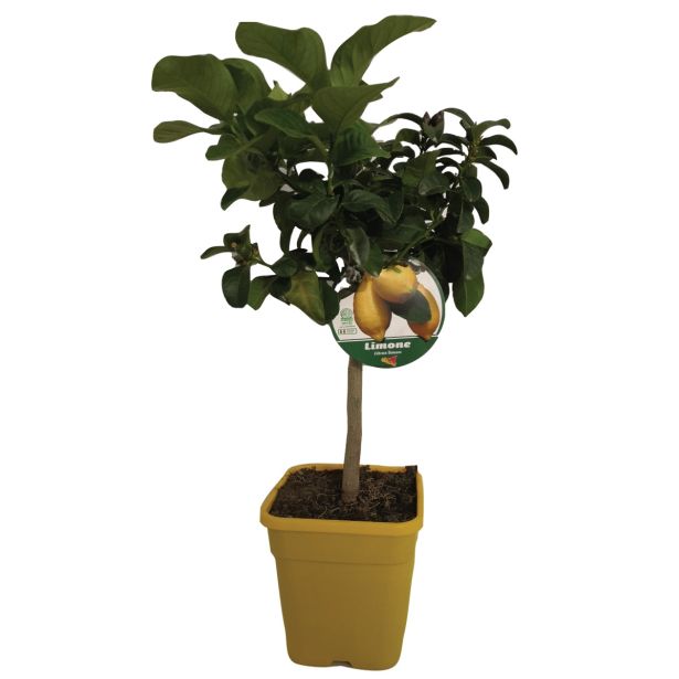 SADNO DREVO LIMONA L20