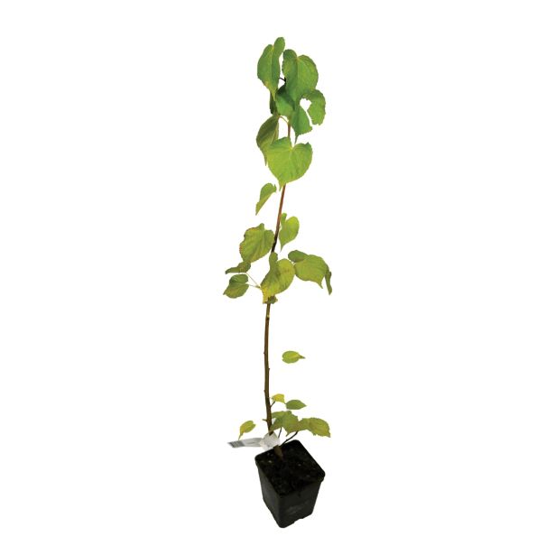 LISTAVEC LIPA TILIA CORDATA L13 VIŠ 50 CM