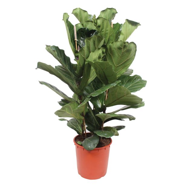 FIKUS LIRASTOLISTI L34