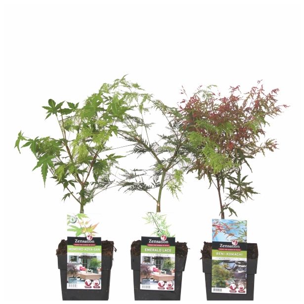 LISTAVEC ACER PALMATUM MIX 25/30