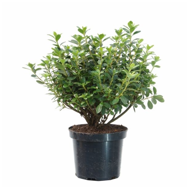 LISTAVEC AZALEJA KERMESINA ROSE