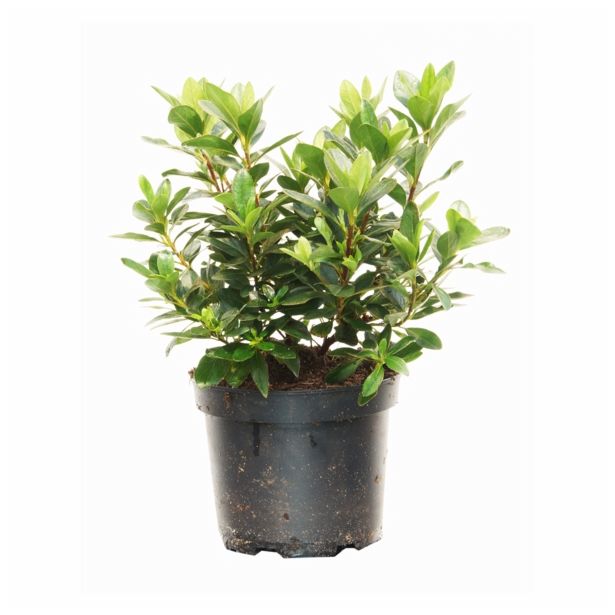 LISTAVEC AZALEJA KONIGSTEIN