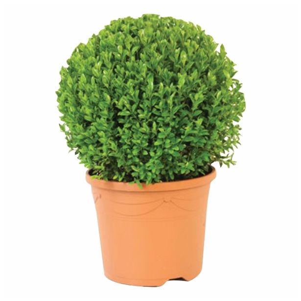 LISTAVEC BUXUS KROGLA 30 CM