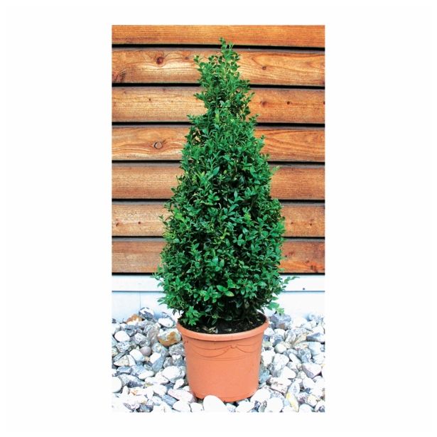 LISTAVEC BUXUX SEMPERVIRENS ARBORESCENS 5L 40-45 CM