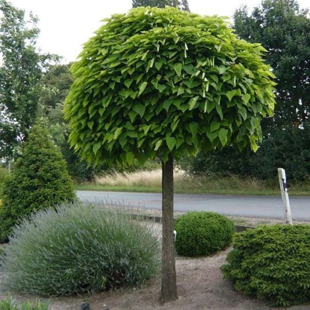 LISTAVEC CIGAROVEC (CATALPA) NANA NA DEBLU 120 CM L7.5 L