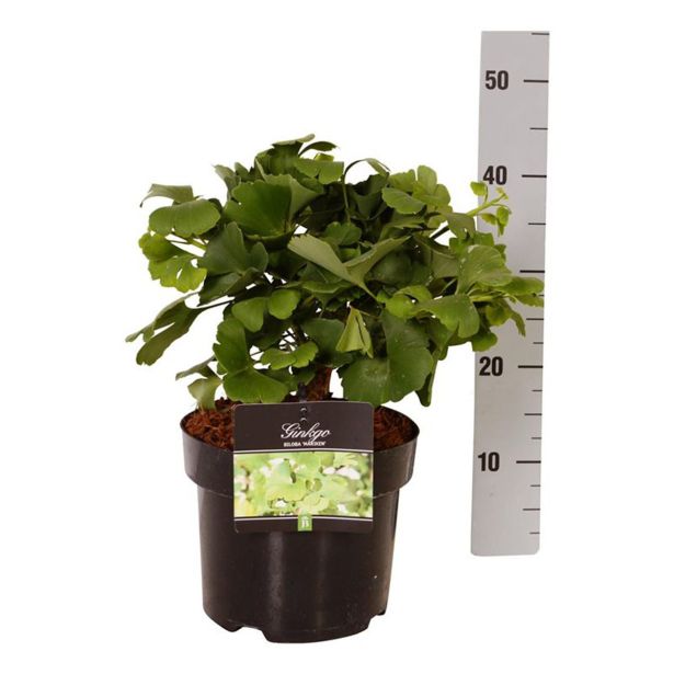 LISTAVEC GINKO MARIKEN L23