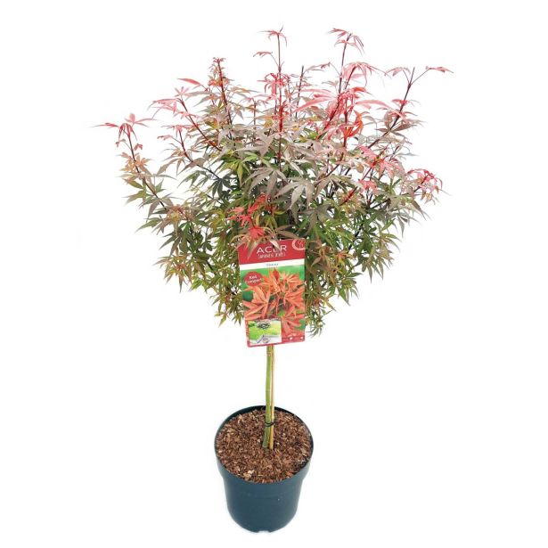 JAVOR JAPONSKI-SHAINA L29