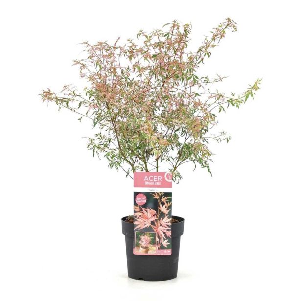 LISTAVEC JAPONSKI JAVOR-TAYLOR