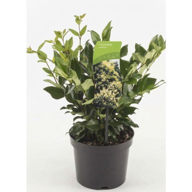 LISTAVEC KALINA (LIGUSTRUM LUCIDUM L17 CM