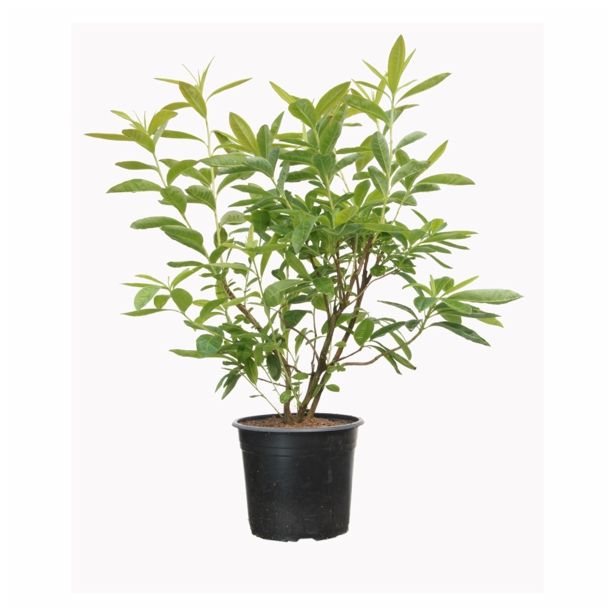 LISTAVEC LISTOPADNA AZALEJA GOLDEN SUNSET