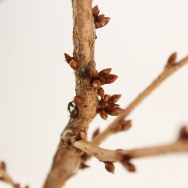 LISTAVEC OKRASNA ČEŠNJA BRILLANT L17