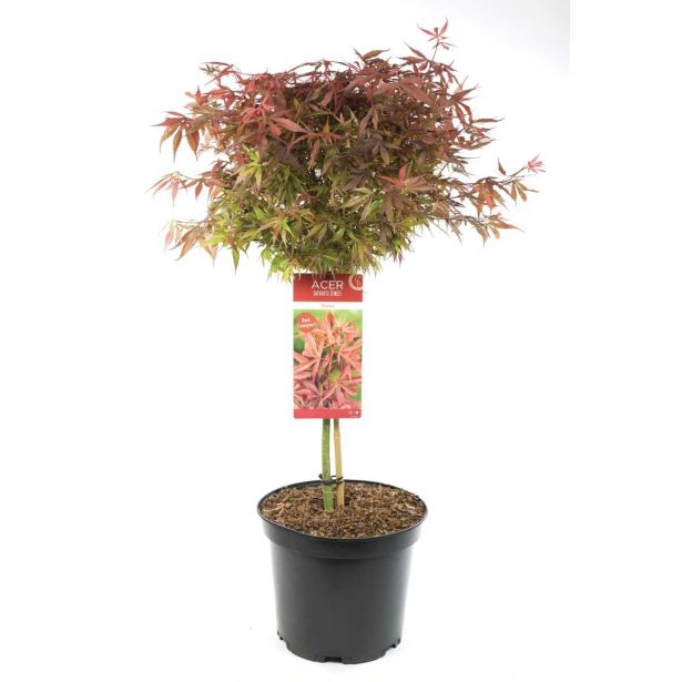 LISTAVEC PAHLJAČASTI JAVOR RAZLIČNE BARVE