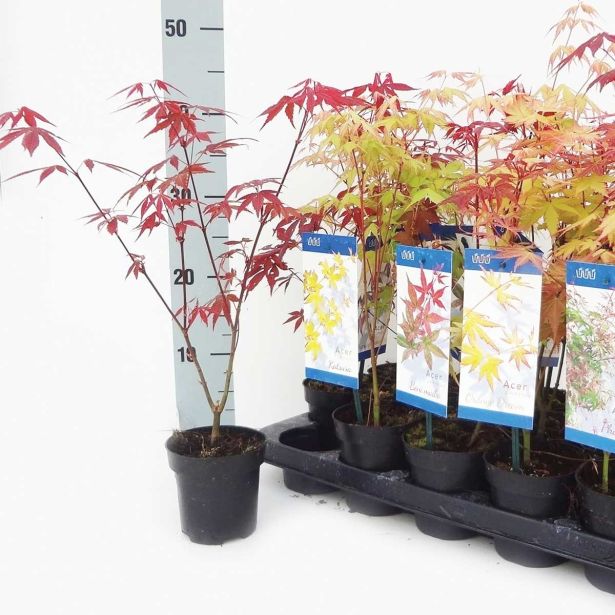 LISTAVEC RDEČELISTNI PAHLJAČASTI JAVOR