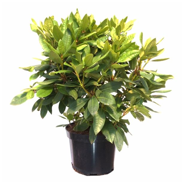 LISTAVEC RHODODENDRON HYBRIDUM AZURRO