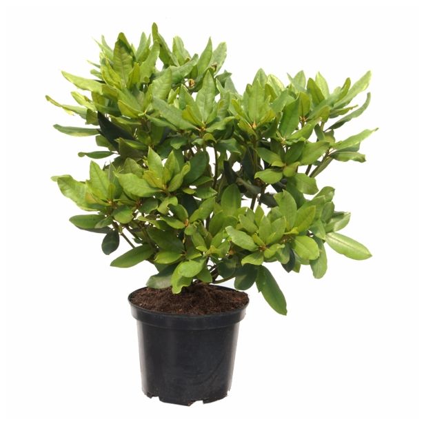 LISTAVEC RHODODENDRON HYBRIDUM HACHMANNS FEUERSCHEIN