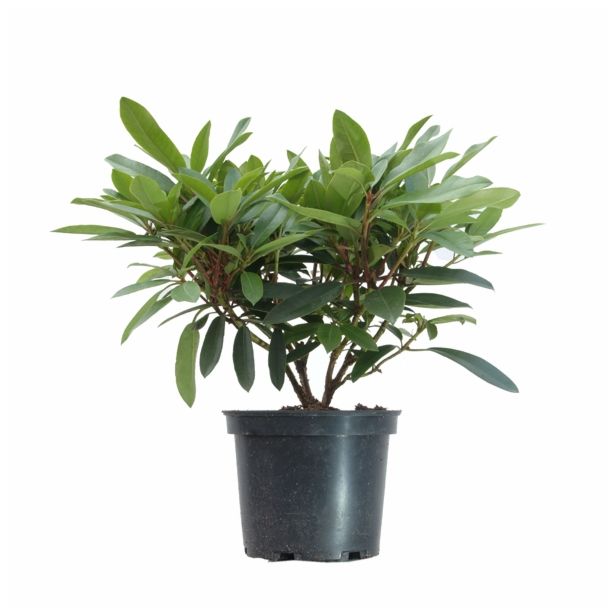 LISTAVEC RHODODENDRON HYBRIDUM PFAUENAUGE