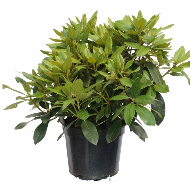 LISTAVEC RHODODENDRON YAKUSHIMANUM HYBRIDUM PERCY WISEMAN