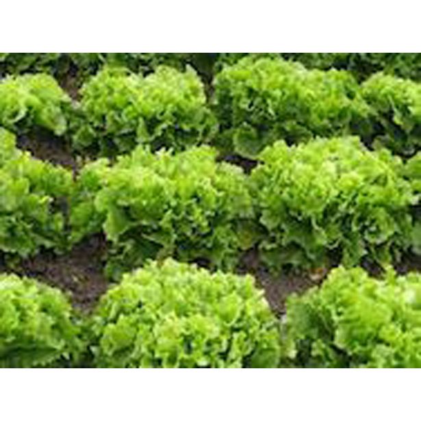 LISTNA ZELENJAVA ENDIVIJA ZELENA 9 KOS