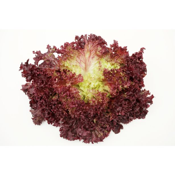 LISTNA ZELENJAVA L'ORTO FRUTTIFERO BERIVKA 8/1 MATADOR KUBET