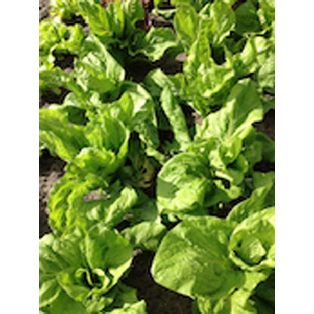 LISTNA ZELENJAVA RADIČ POSEBNOSTI 9 KOS