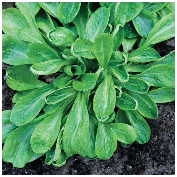 LISTNA ZELENJAVA SADIKE MOTOVILEC 9 KOS