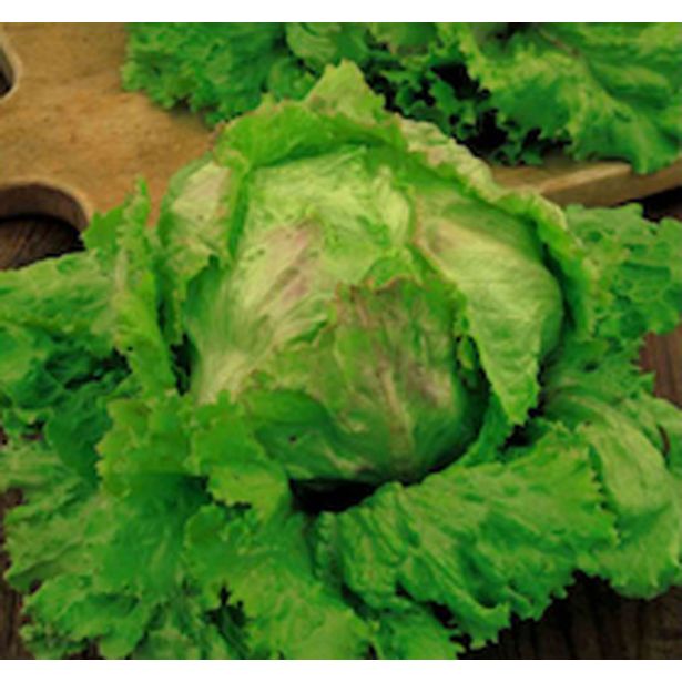 LISTNA ZELENJAVA SOLATA GLAVNATA 9 KOS