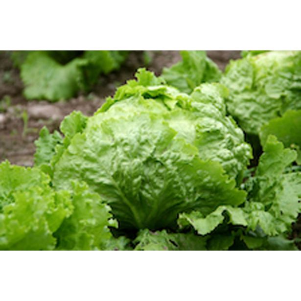 LISTNA ZELENJAVA SOLATA GLAVNATA 9 KOS