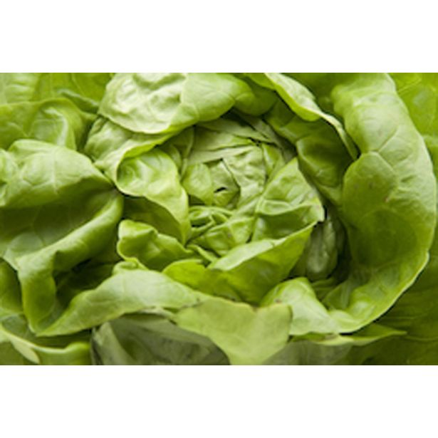 LISTNA ZELENJAVA SOLATA MEHKOLISTNA 9 KOS