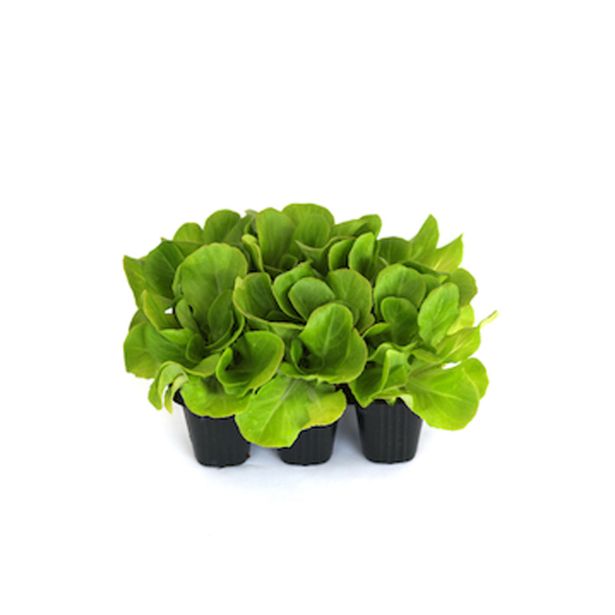 LISTNA ZELENJAVA SOLATA SALANOVA 9 KOS