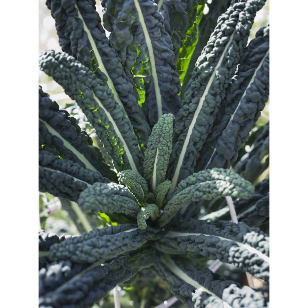 KAPUSNICE L'ORTO FRUTTIFERO LISTNI OHROVT 4/1 TESTA KULTIPAK