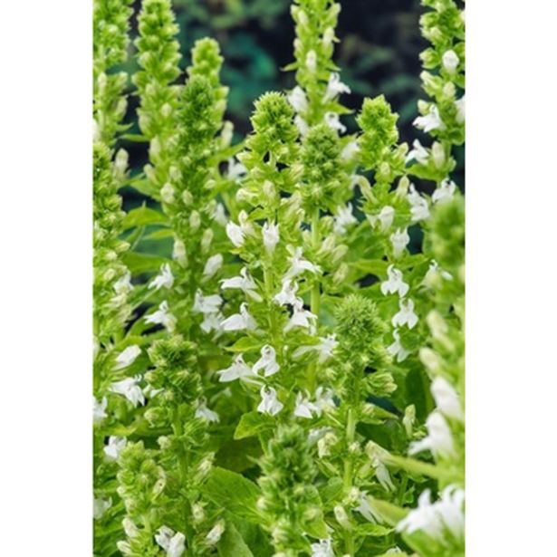 VODNE RASTLINE LOBELIJA ALBUS L 9