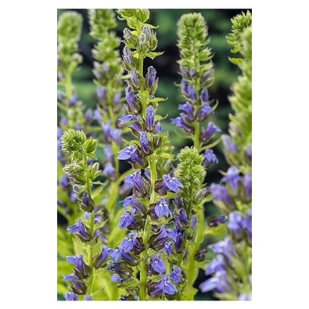 VODNE RASTLINE LOBELIJA L 9