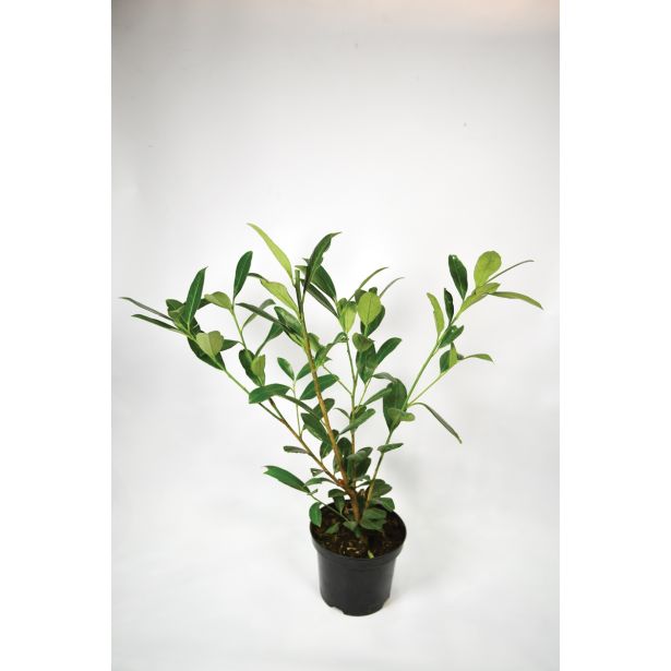 LOVORIKOVEC CAUCASICA L19