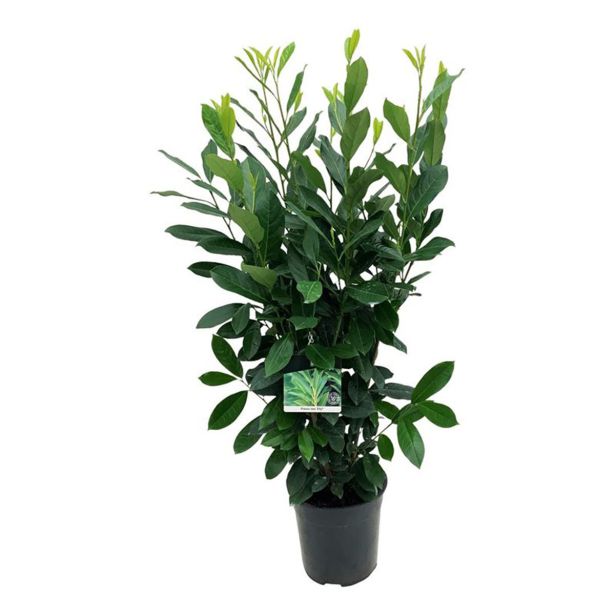 LOVORIKOVEC ELLY L19 CM