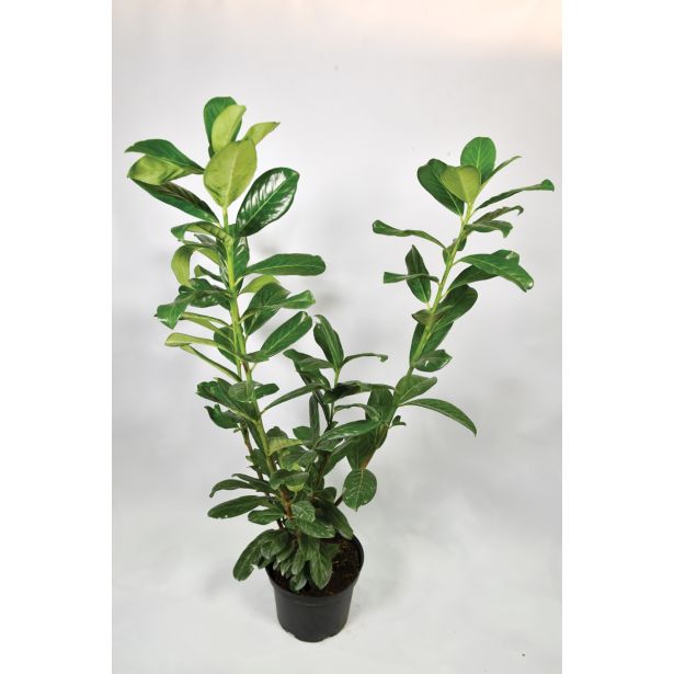 LOVORIKOVEC ETNA L19