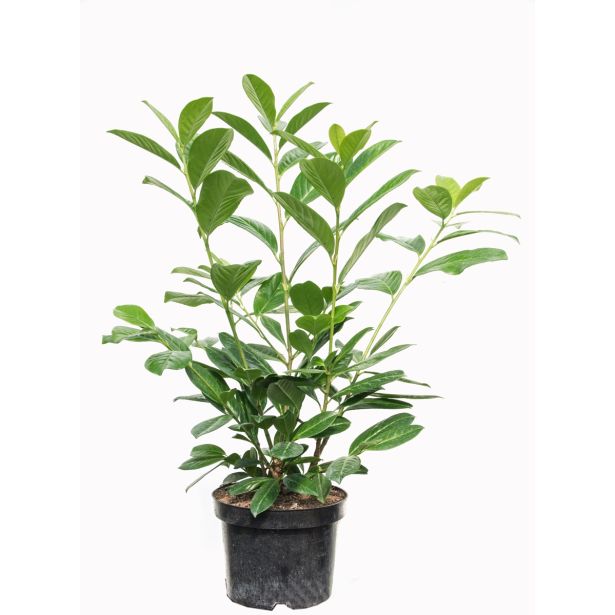 LOVORIKOVEC NOVITA L23