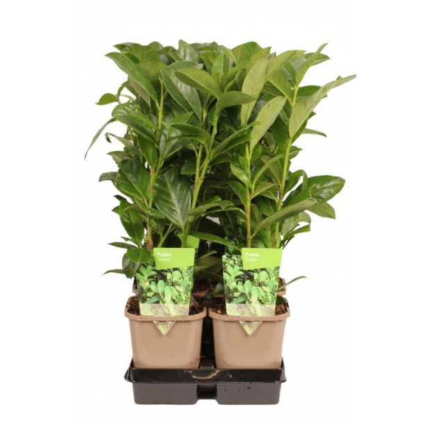 LOVORIKOVEC NOVITA L1 L