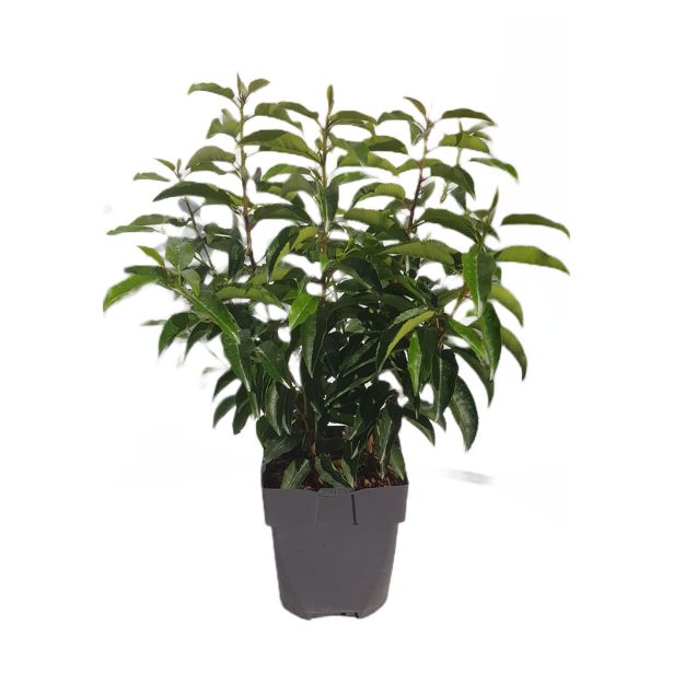 LOVORIKOVEC PORTUGALSKI L17