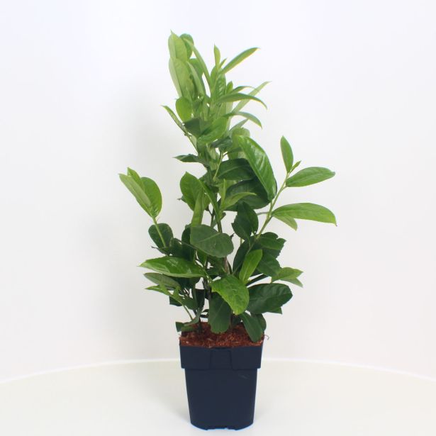 LOVORIKOVEC ROTUNDIFOLIA L17