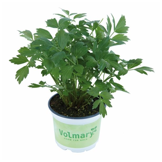 LUŠTREK VOLMARY VERINO L12