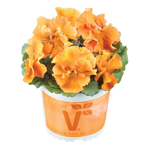 MAČEHA VOLMARY ORCHI L13