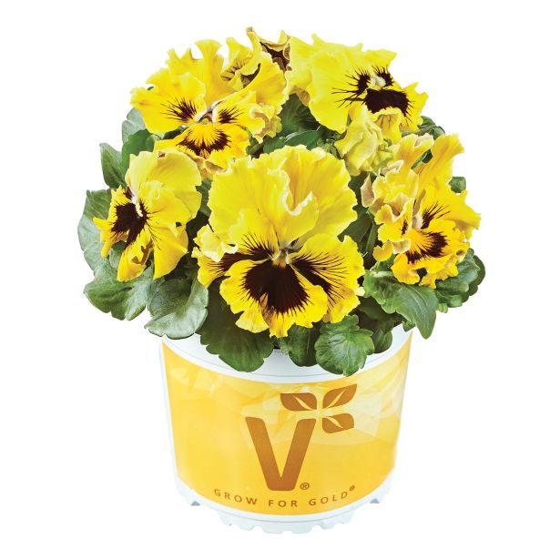 MAČEHA VOLMARY ORCHI L13