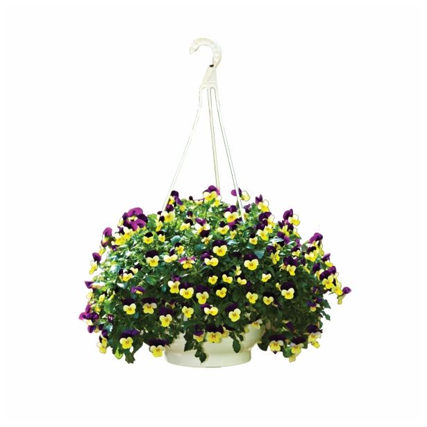 MAČEHA VOLMARY VIOLAXCORNUTA ICE BABIES OBEŠANKA