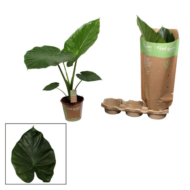 ALOKAZIJA MACRORRHIZA L19